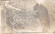 D10/ St Paul Minnesota Mn RPPC Postcard c1910 Black Bear Feeding State Fair picture