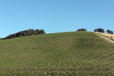 Photo:California Central Valley 1900s Vineyards Hillside View Route 46 picture