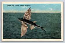CA, Catalina Island, Flying Fish, Vintage Postcard picture