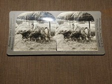VINTAGE STEREOVIEW STEREOSCOPE CARD RICE CARABAO PANGASINAN LUZON P I  picture