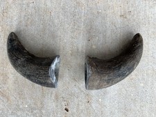 STEER HORN 5 Inch UnPOLISHED Pair BULL COW Horn picture