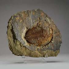 Genuine Trilobite (Ptychopariida) fossil on Matrix with acrylic display stand (1 picture