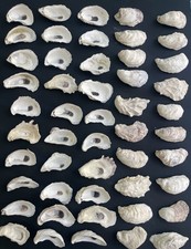 50PCS Oyster Shells 3”-4” Oyster Shells Bulk for Home or Crafting picture