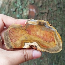 118g RARE BEAUTIFULL NATURAL MULTICOLLOR PETRIFIED WOOD NOT POLISHED picture