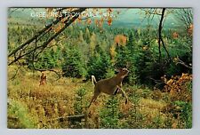 Cable WI-Wisconsin, Deer Running, Greetings, Vintage Postcard picture