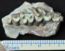 Oreodont Upper Section, Leptauchenia Fossil, Badlands, S Dakota, Oligocene O1419 picture