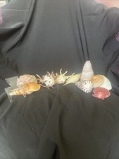 9 Different Extremely Unique Sea Shells￼ picture