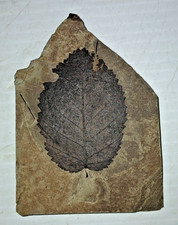 Eocene Leaf Fossil Green River Formation? picture