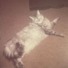 JC Photograph Large Chubby Fat Cat Kitty Beautiful 1970's Laying  picture