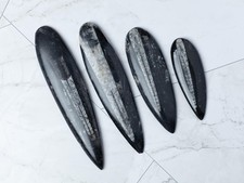Orthoceras Fossil Natural Ancient Marine Polished Specimen Collector Gift picture
