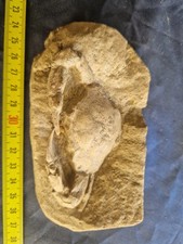 MASSIVE, LARGE, fossil CRAB from Java, Indonesia good details, great claws  picture