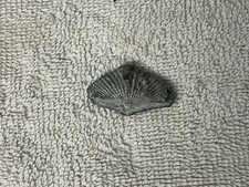 Brachiopod Fossil Ridged Shell Approx. 1.25 inches picture