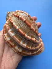 117.1mm | Harpa major| F+++ | GIANT size| THICK HEAVY 122grams | RARE picture