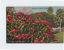 Postcard Poinsettias in Bloom Florida USA North America picture