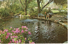Duck Pond-Descanso Gardens-La Canada-Ca-California-As Is-Stain on Back picture