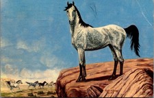 Lewis H. Larsen Wild Horse Painting Postcard 1953 Evanston WY Postmark picture