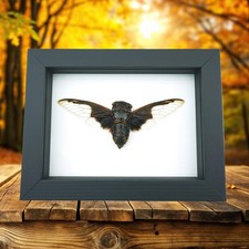 Bat Winged Cicada Cryptotympana Aguila Framed Insect Classic Black Display picture