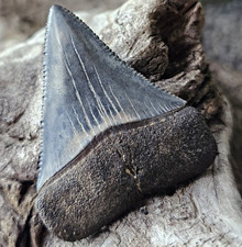 Great White Fossil Shark Tooth picture