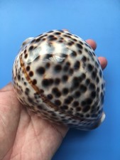 110.3mm | Cypraea Tigris Pardalis| F+++GEM| GIANT size| CALLOUSED Heavy 229g picture