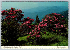 c1960s Andrews Bald Great Smoky Mountains Dexter Press Postcard picture