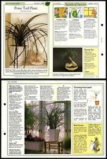 Pony Tail Plant #127 Easy-Care Success With House Plants 1990 Fold-Out Card picture