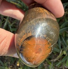 AMAZING LEVIATHAN SPERM CETACEAN FOSSIL TOOTH POLISHED WOODGRAIN ORANGE picture