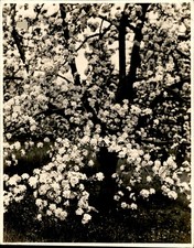 GA310 Approx 1920s Original Photo APPLE BLOSSOM TIME BEAUTIFUL FLOWERS picture