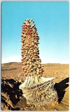 Postcard - Blossoming Silverword Ahinahina - Argyroxiphium Sandwicense DC picture