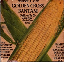 1940s Golden Cross Bantam Sweet Corn Seed Packet Purdue University Indiana picture