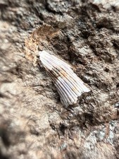 Hyneria Tooth Fossil in Matrix Late Devonian Red Hill Pennsylvania F23 picture