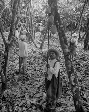 Industries of War - Candy - AT THE SOURCE OF CHOCOLATE Harvesting - Old Photo picture