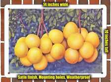 METAL SIGN - Florida Postcard - Clusters of Florida Grapefruit picture