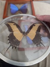 Vintage Swallowtail Butterfly Specimen Mounted In A Bubble Glass Frame picture