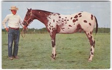 Vintage Appaloosa Stallion Kelly's Ace Postcard - Mike Roberts Color Photo picture