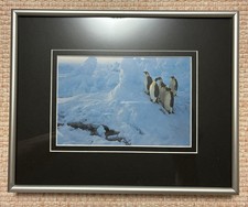 PENGUIN Photo Pic. CUSTOM FRAMED for a professional. More Beautiful In Person picture
