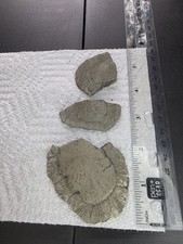 Lot of 3 Pyrite Sun Pieces Sparta IL 104g picture