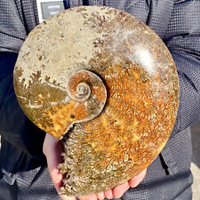 5.15LB Natural Fossil Snail Agate Fancy Cabochon Gemstones picture