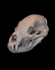 Black Bear Skull Replica Life Size Wildlife Display Premium Resin AUS Made picture