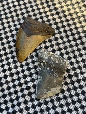 (SET OF 2) Real Megalodon Shark Teeth 2.80