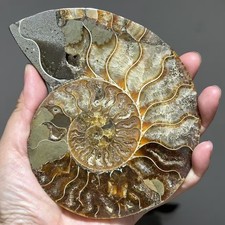 TOP 250G+ Natural ammonite fossil conch crystal specimen healing care picture