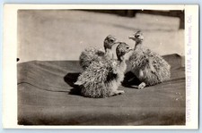 c1910's Cawston Ostrich Farm South Pasadena California CA RPPC Photo Postcard picture
