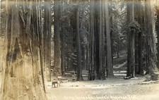 1940s Redwood Hwy California Humboldt Lanes Camp Ground Postcard RPPC 24-12251 picture