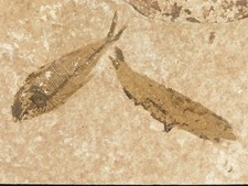 TWO 50 Million Year Old Knightia FRY FISH Fossils With Stand Wyoming 338gr picture