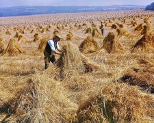 Staverton Devon Dredge Cornfield Harvest 8x10 Glossy Photo Print HT4136396 picture