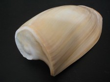 Unique Form...CYMBIUM CUCUMIS~110.6mm~Senegal SEASHELL picture
