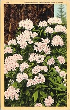 Rhododendron Washington State Flower Linen Postcard UNP VTG Curteich Unused picture