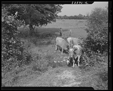 Photo:Rural Cattle and Farm Boys 1930s Pasture Scene picture