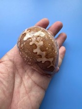 76.3mm | Cypraea mappa |F+++ GEM | PINK base | Super Nice pattern picture