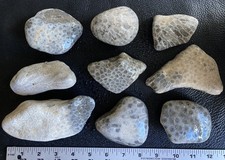 9pc LARGE BULK Michigan Petoskey Stones (Hexagonaria) - Natural Fossils 5 LBS picture