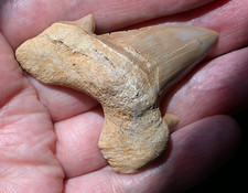Superb Large Extinct Otodus Fossil Shark Tooth Megalodon Ancestor 2.16 Inches picture